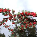 zlobek_734