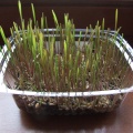 kieki-2